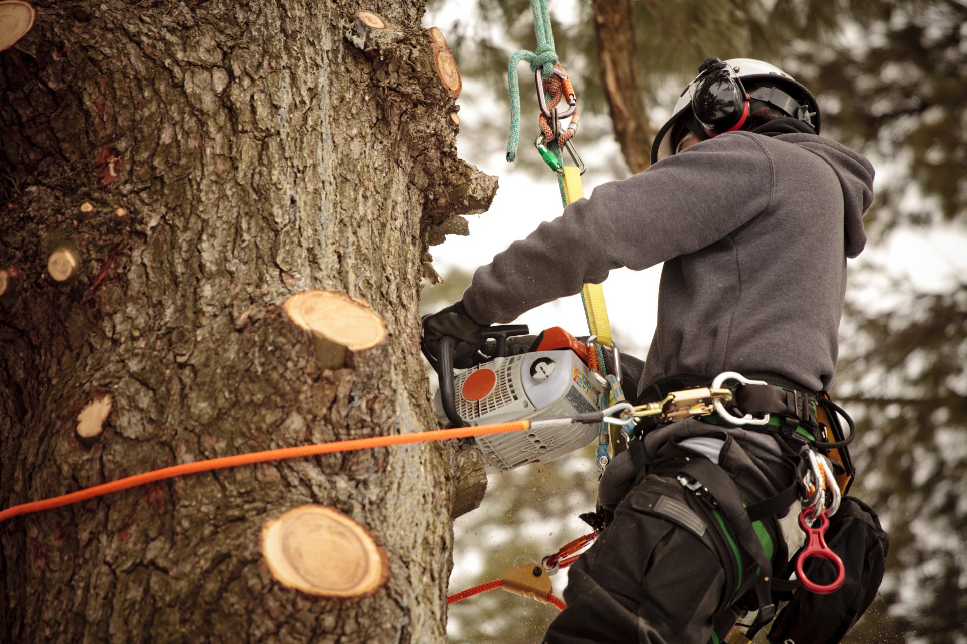 Trusted legal advice for neighbour disputes over trees